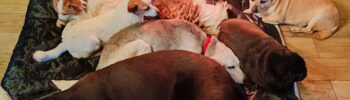 Donna aggredita e figlia minacciata mentre difendono animali