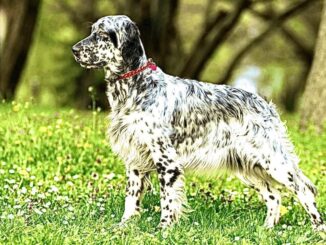 Anziano disperato dopo la scomparsa della sua amata Zaza