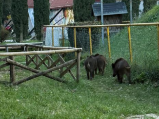 Cinghiali tra la gente a Perugia, allarme in aumento