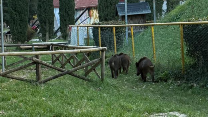Cinghiali tra la gente a Perugia, allarme in aumento