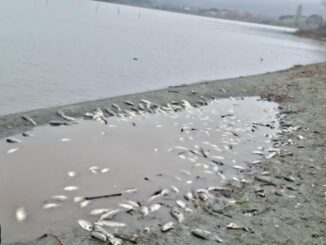 Strana moria di pesci al Lago Trasimeno, impressionanti queste foto