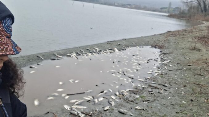 Strana moria di pesci al Lago Trasimeno, impressionanti queste foto