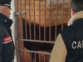 Macellazione illegale di cavalli: dall'Umbria alla Puglia, denuncia LNDC