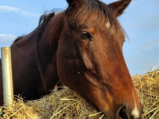 San Valentino: regala amore e aiuta gli animali