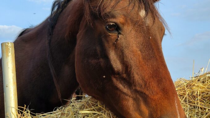 San Valentino: regala amore e aiuta gli animali