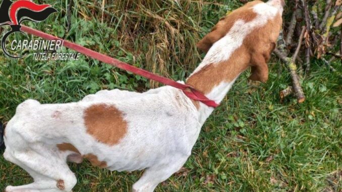 Cinque cani maltrattati, Forestali effettuano sequestro a Sigillo