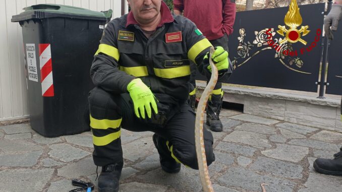 Pitone albino catturato a Città di Castello, era in un giardino privato