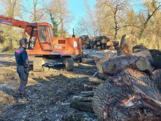I Forestali fermano lo sfregio ambientale di alberi secolari