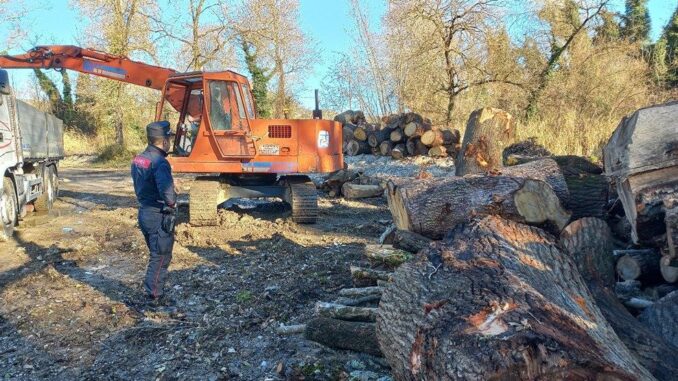 I Forestali fermano lo sfregio ambientale di alberi secolari