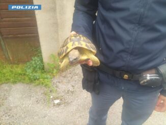 Tartaruga terrestre salvata dalla polizia lungo la Flaminia