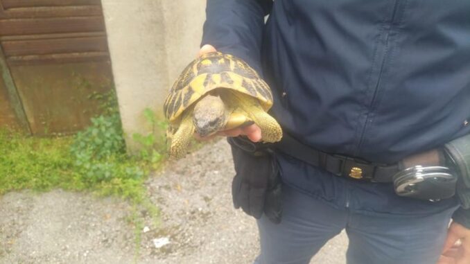 Tartaruga terrestre salvata dalla polizia lungo la Flaminia