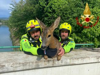 Femmina di capriolo incinta salvata dai Vigili del Fuoco ad Amelia