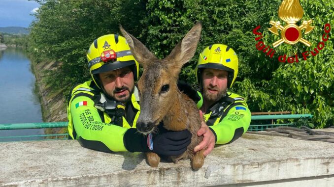 Femmina di capriolo incinta salvata dai Vigili del Fuoco ad Amelia