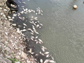 Emergenza carassi morti al Trasimeno, scatta l’interrogazione