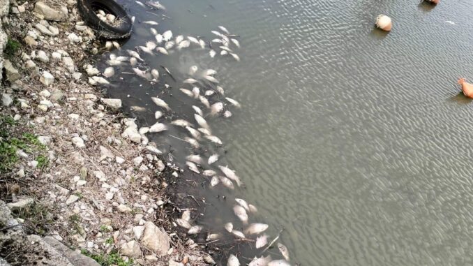 Emergenza carassi morti al Trasimeno, scatta l’interrogazione