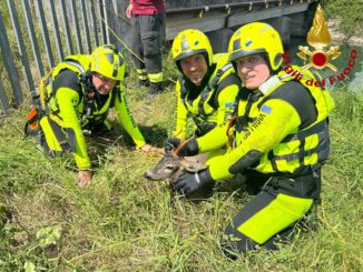 Capriolo salvato dai vigili del fuoco nel canale Recentino a Terni 