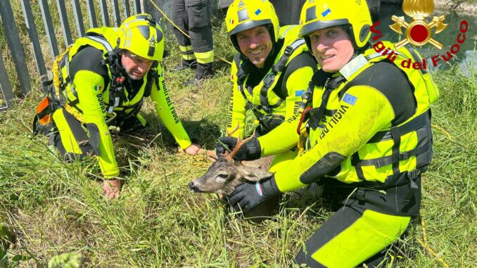 Capriolo salvato dai vigili del fuoco nel canale Recentino a Terni 