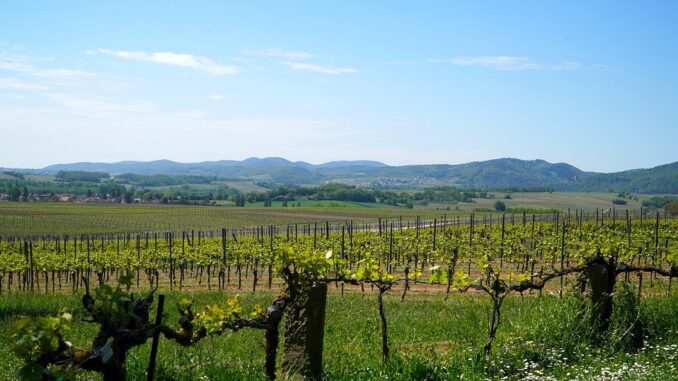 Mtv Umbria presenta Cantine Aperte 2025: 44 cantine pronte ai visitatori