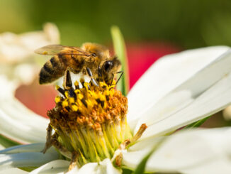Greenpeace: salviamo le api per salvare la biodiversità