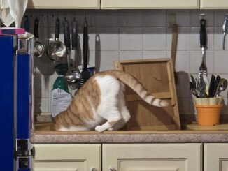 Boom di animali domestici in Umbria: +16mila in un anno