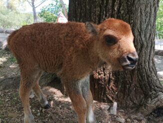 Fiocco rosa a Città della Domenica: è nata Dakota, femmina di bisonte