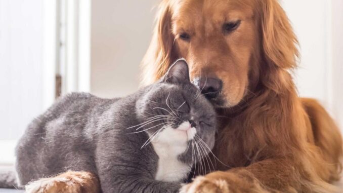 Lega, sabato a Perugia evento per la tutela degli animali