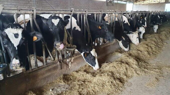 Identificazione bovini: ok al tag auricolare in Umbria