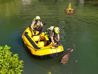 Capriolo salvato nel canale [Foto gallery] a Narni, salvo anche un cane