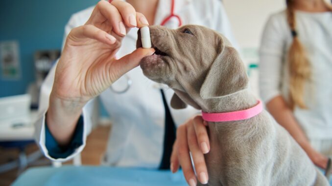 Primavera, cure essenziali per la salute di cani e gatti