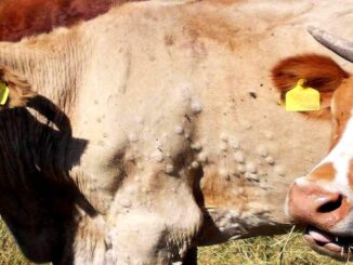Dermatite bovina, Umbria rafforza la sorveglianza