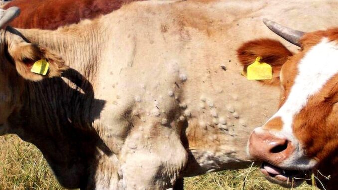 Dermatite bovina, Umbria rafforza la sorveglianza
