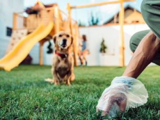 Lugnano, stretta del Sindaco su feci e urine dei cani, multe salate