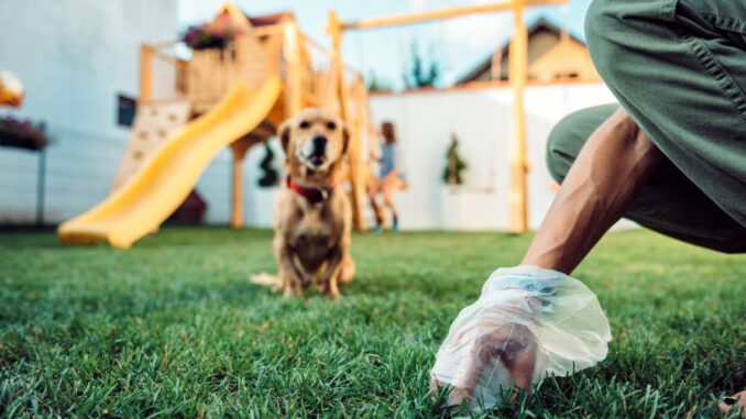 Lugnano, stretta del Sindaco su feci e urine dei cani, multe salate