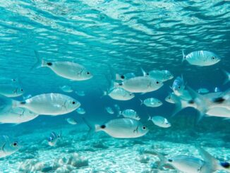 Umbria, rinnovata la vigilanza ambientale con Terni