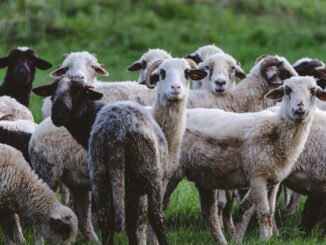 Lingua blu, l’Umbria in allarme: superati i 100 focolai