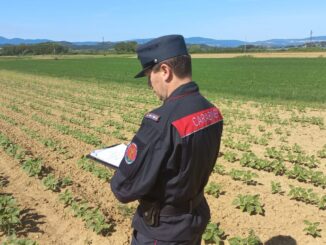 Falsi ortaggi a km zero, scoperta frode in Umbria