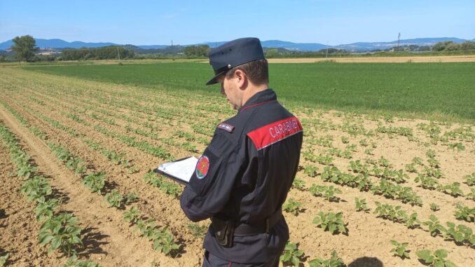 Falsi ortaggi a km zero, scoperta frode in Umbria