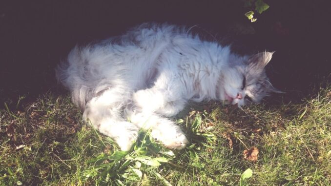 Appello per fermare le morti dei gatti a Marsciano