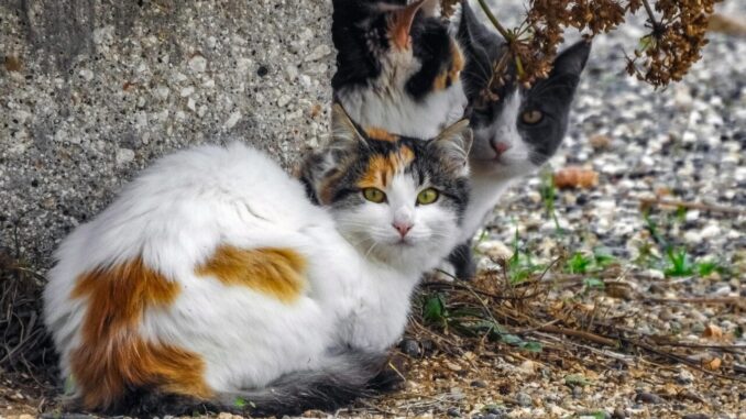 Ferentillo, sette gatti della colonia scompaiono: ipotesi avvelenamento
