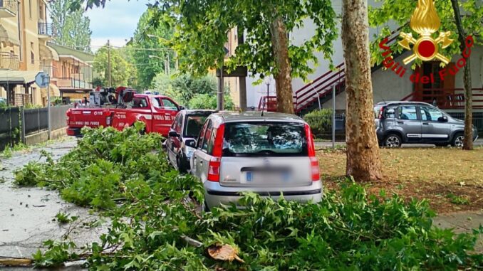 Ramo di platano crolla in strada a Terni: nessun ferito