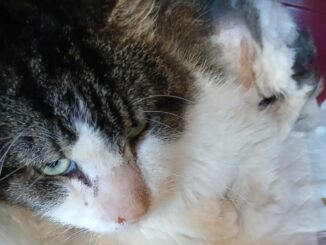 Gatto trovato agonizzante a Marmore: salvato dai volontari Enpa