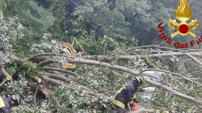Albero cade su un’auto a Terni, nessun ferito