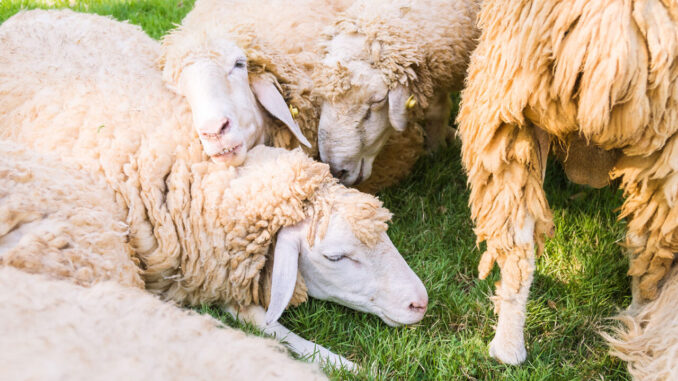 Coldiretti Umbria sollecita bando indennizzi Blue Tongue urgente