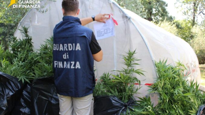 Serra di marijuana scoperta in villa, un denunciato