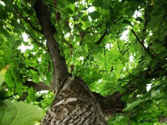 Interrogazione sull'abbattimento di alberi a Casa del Diavolo