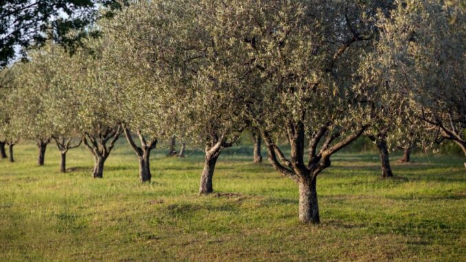 Paolo Giordano a Perugia, racconta gli ulivi e il Mediterraneo