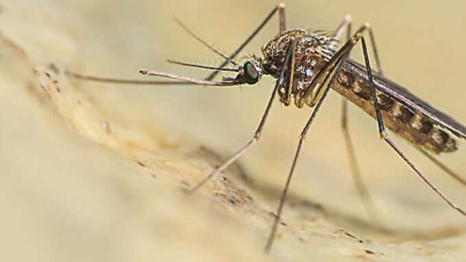Emergenza West Nile in Umbria: Massima Vigilanza Contro il Virus