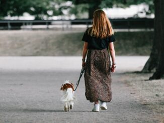 Obbligo di pulire l'urina dei cani: scattano le multe a Terni