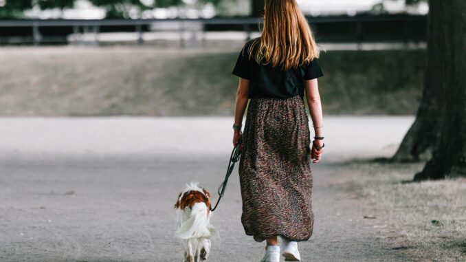 Obbligo di pulire l'urina dei cani: scattano le multe a Terni