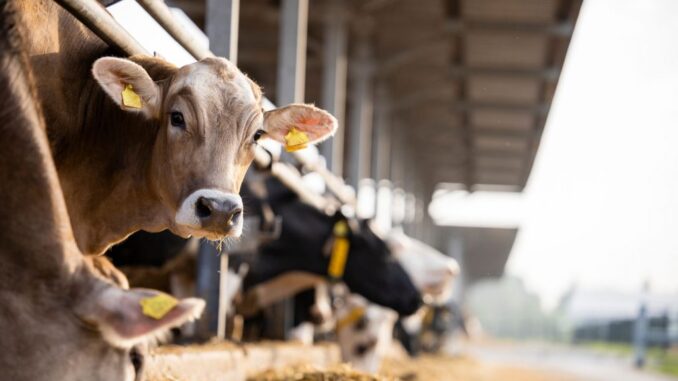 Nuove misure per rafforzare la zootecnia regionale